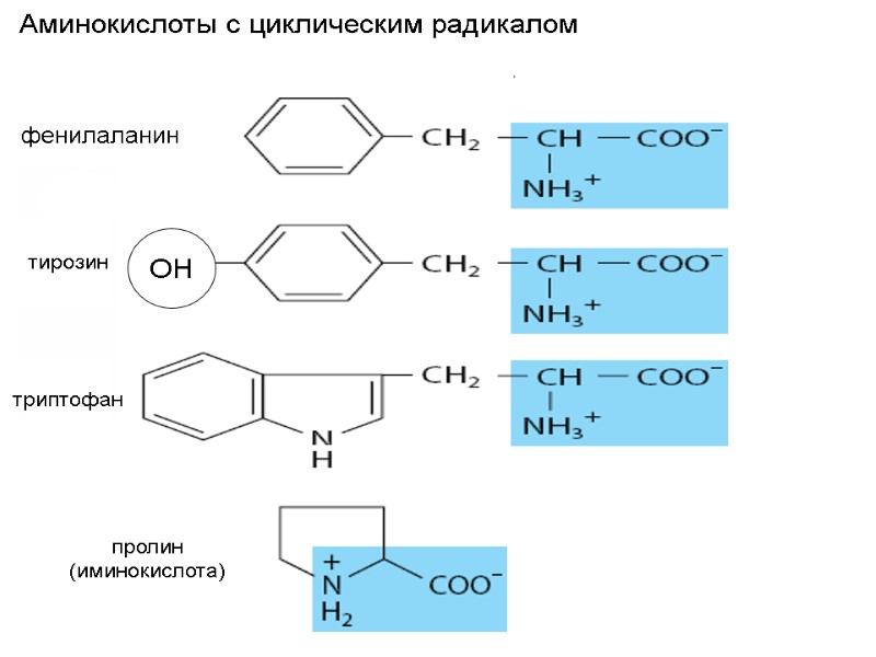 фенилаланин тирозин триптофан  пролин (иминокислота)   Аминокислоты с циклическим радикалом  ОН
